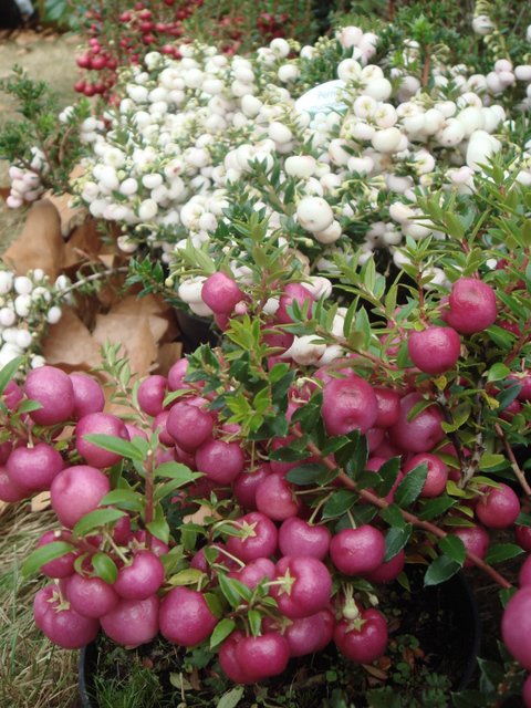 Pernettya mucronata fruits rose et blanc